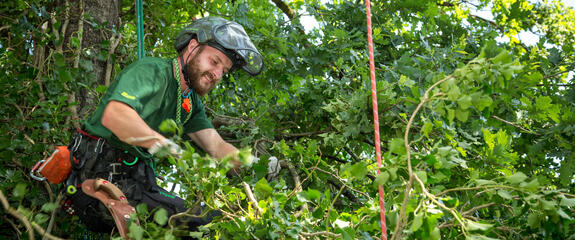 Ganze Bäume fällen