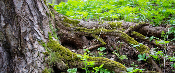 Wurzelstock entfernen